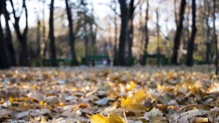 Новогодняя ночь обойдётся без снега