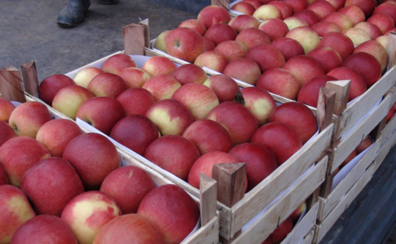 84 тысячи тонн яблок Молдова продала на новых рынках