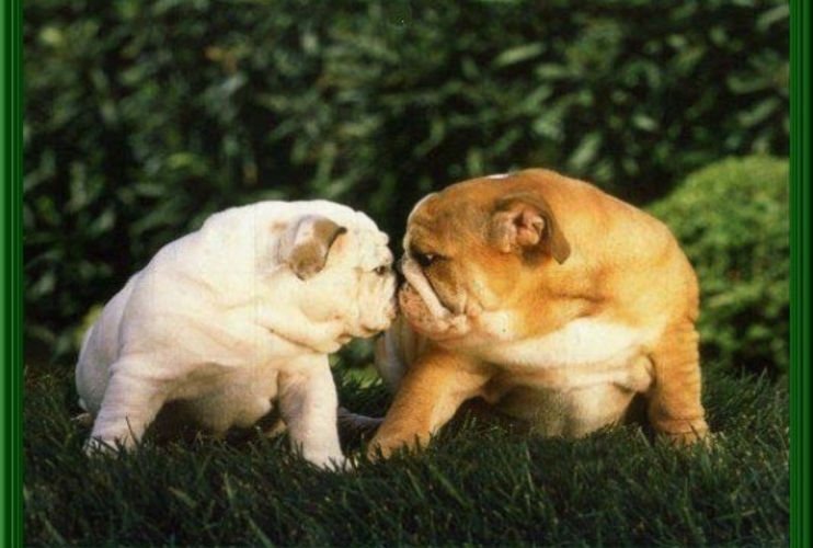 Под кремлевским ковром обостряется драка бульдогов