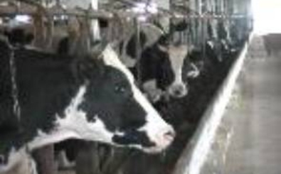 Яков Пысларь: развитие АПК в районе мы связываем с работой новых инвесторов