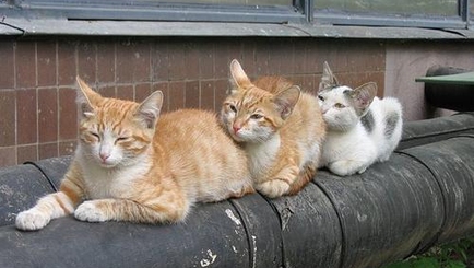 Пугалки да страшилки от Чебана