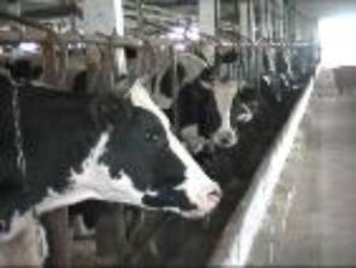 Яков Пысларь: развитие АПК в районе мы связываем с работой новых инвесторов