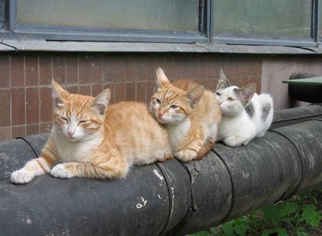 Пугалки да страшилки от Чебана