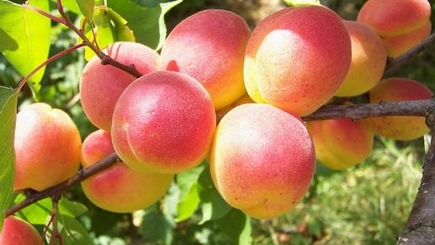 Из-за апрельских морозов потерян урожай абрикосов