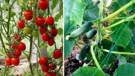 Гранты от государства: работать фермерам комфортно и выгодно. И не только им!