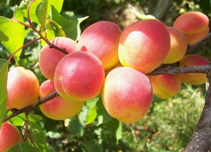 Из-за апрельских морозов потерян урожай абрикосов