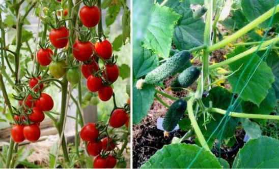 Гранты от государства: работать фермерам комфортно и выгодно. И не только им!