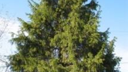 В Тирасполе установлена главная елка республики