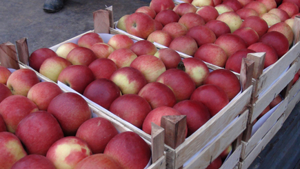 Правительство закупит у молдавских фермеров яблок на 20 млн. леев