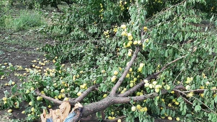 Упавшие деревья, снесенные крыши и убытки аграриев: непогода пронеслась над Гагаузией