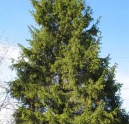 В Тирасполе установлена главная елка республики