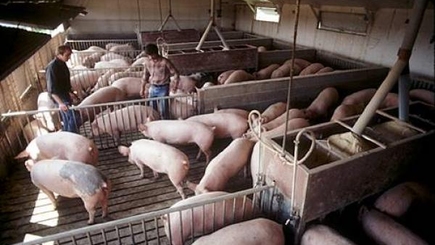 Лидеры молдавского бизнеса. Предприниматель из Хынчешт вложил 15 млн леев в современную свиноферму