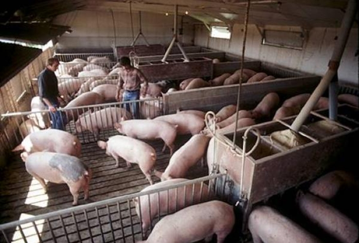 Лидеры молдавского бизнеса. Предприниматель из Хынчешт вложил 15 млн леев в современную свиноферму