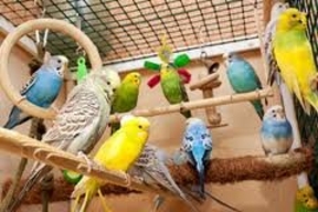 Ткачук – предводитель  попугаев