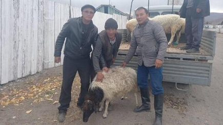 Отдал сына - получи барана: в России придумали новый стимул для мобилизации