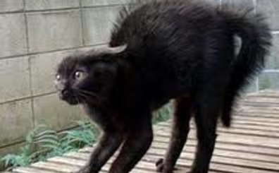 Между Гимпу и Киртоакой пробежала черная кошка?