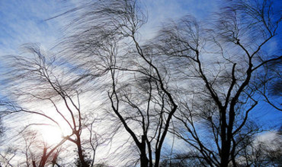Объявлен желтый код в связи с усилением ветра