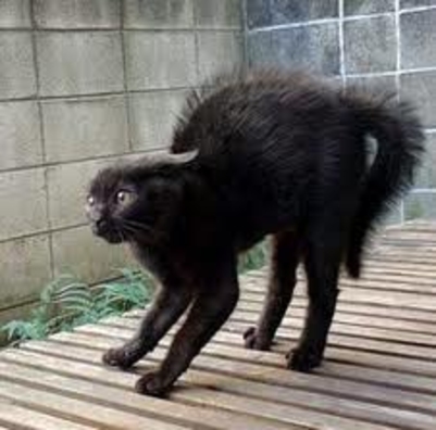 Между Гимпу и Киртоакой пробежала черная кошка?