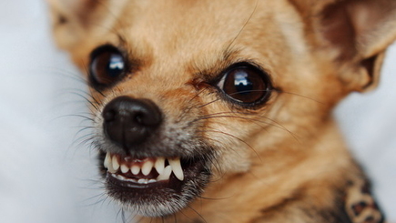 Вячеслав Ионицэ: 