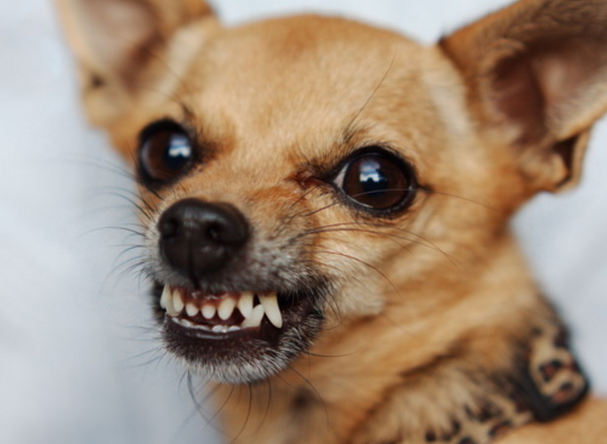 Вячеслав Ионицэ: 