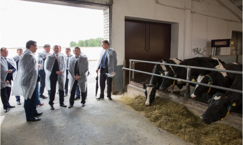Образцовая ферма по производству молока будет создана в Анений Ной, в партнерстве с Беларусью