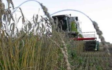 Рекордный урожай зерновых в Приднестровье