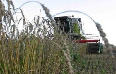 Рекордный урожай зерновых в Приднестровье