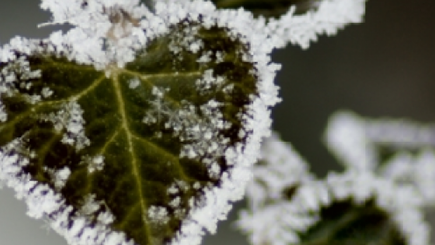 В выходные в Молдове ожидаются ночные заморозки