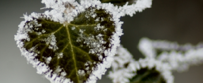 В выходные в Молдове ожидаются ночные заморозки
