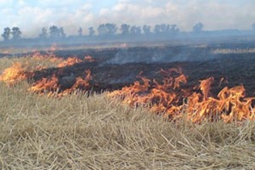 В Молдове за сутки произошло 55 возгораний сухой растительности