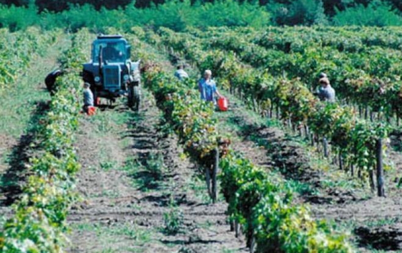 Молдова получит еще один кредит в $18 млн. на развитие сельского хозяйства