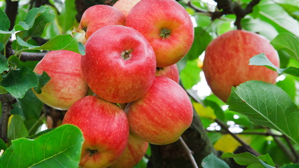 В Сороках проходит фестиваль яблок