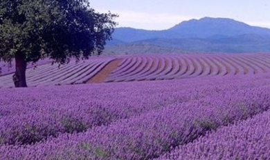 В Молдове состоится фестиваль лаванды