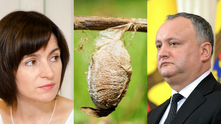 Додон и Санду живут в коконах