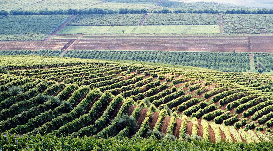 Рекордная поддержка. Свыше 6 миллиардов леев составляет объем инвестиций в агросектор