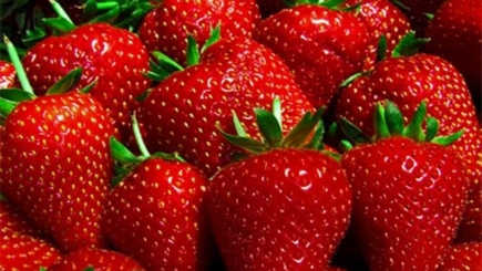 Россия не впустила около 18 тонн молдавской клубники, после проверки на пограничном пункте в Брянской области