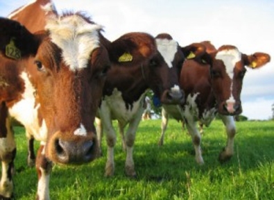 Рост сельского хозяйства Молдовы обеспечили животноводы
