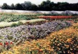 В 2008 году в Ботаническом саду Приднестровья будет высажено 1280 деревьев