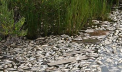 Мертвая рыба всплыла в одном из озер Дрокиевского района