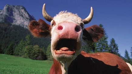 Чья бы корова мычала