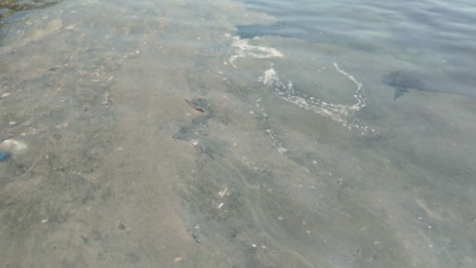 По Днестру плывет г*но