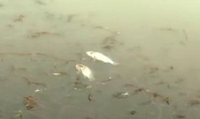 Мертвая рыба всплыла в парке 