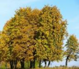 В Центральной городской библиотеке им. А.Пушкина состоялся тематический вечер, посвященный Дню земли