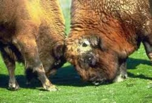 Борьба    между ДПМ  и  СДП:  на кону  от   8   до   10 процентов голосов избирателей