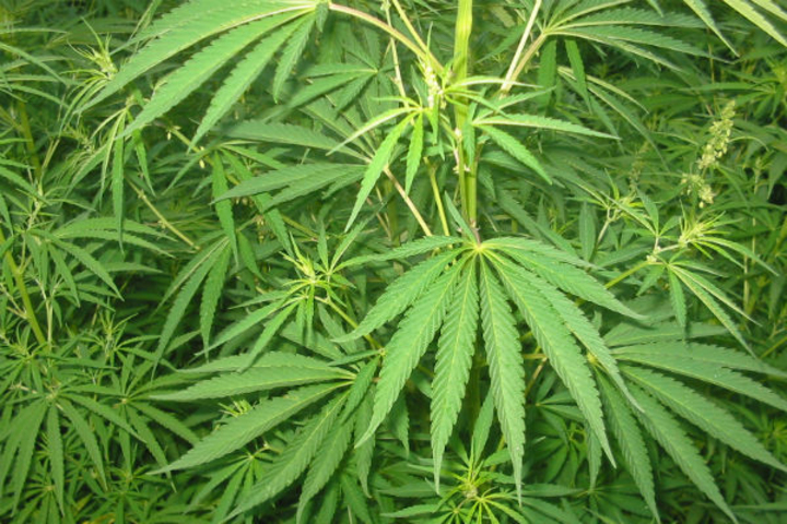 В Молдове будет разрешено выращивание конопли, проект