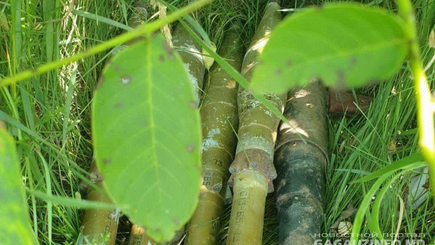 Формузал иронизирует над спецслужбами и политиками: 