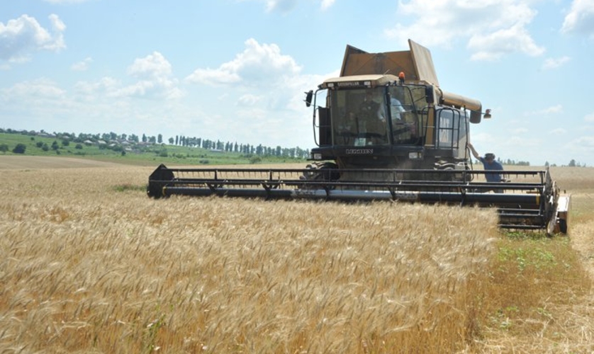 Ожидается, что в этом году урожай зерновых составит около 1 млн. тонн