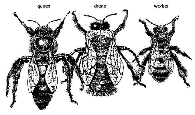 Компартия размножится делением?