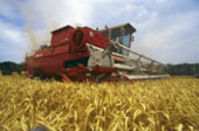 В республике собран рекордный урожай гороха