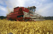 В республике собран рекордный урожай гороха